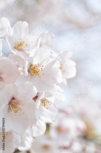 Cherry blossom, spring has come