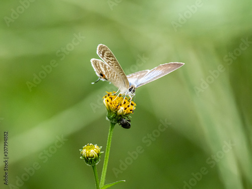 long tailed pea blue butterfly on yellow flower 2 © Hanstography