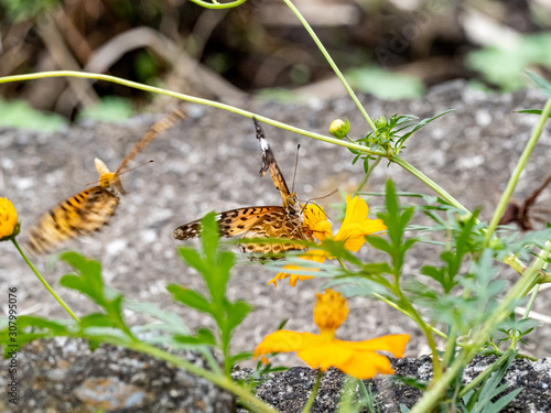 Indian fritillary butterflies fly near flowers 4 photo