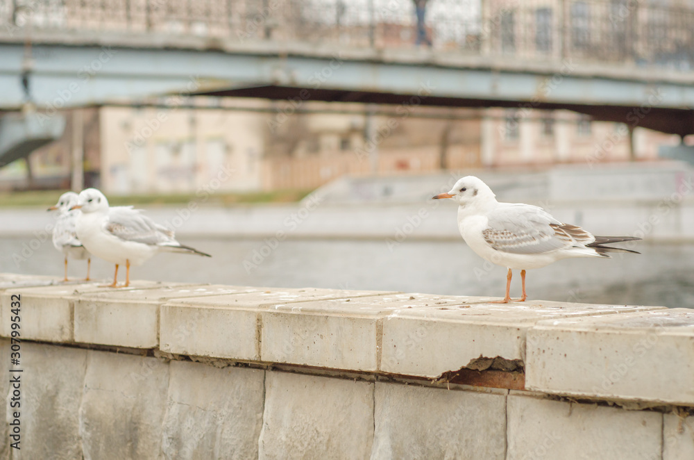 Seagulls on the city promenade in the autumn morning. 11. Seagulls on the city promenade in the autumn morning. 11.