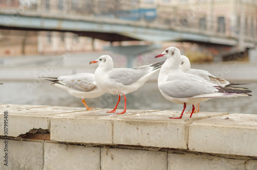Seagulls on the city promenade in the autumn morning. 4.