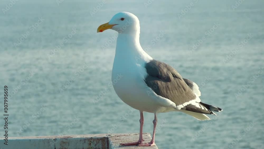 Seagull at the beach sitting, San Francisco Bay Seagull Seagull at the beach sitting, San Francisco Bay Seagull