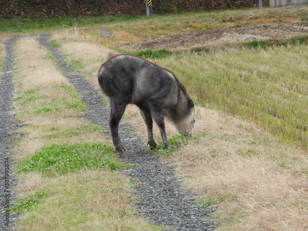 里のニホンカモシカ 里のニホンカモシカ