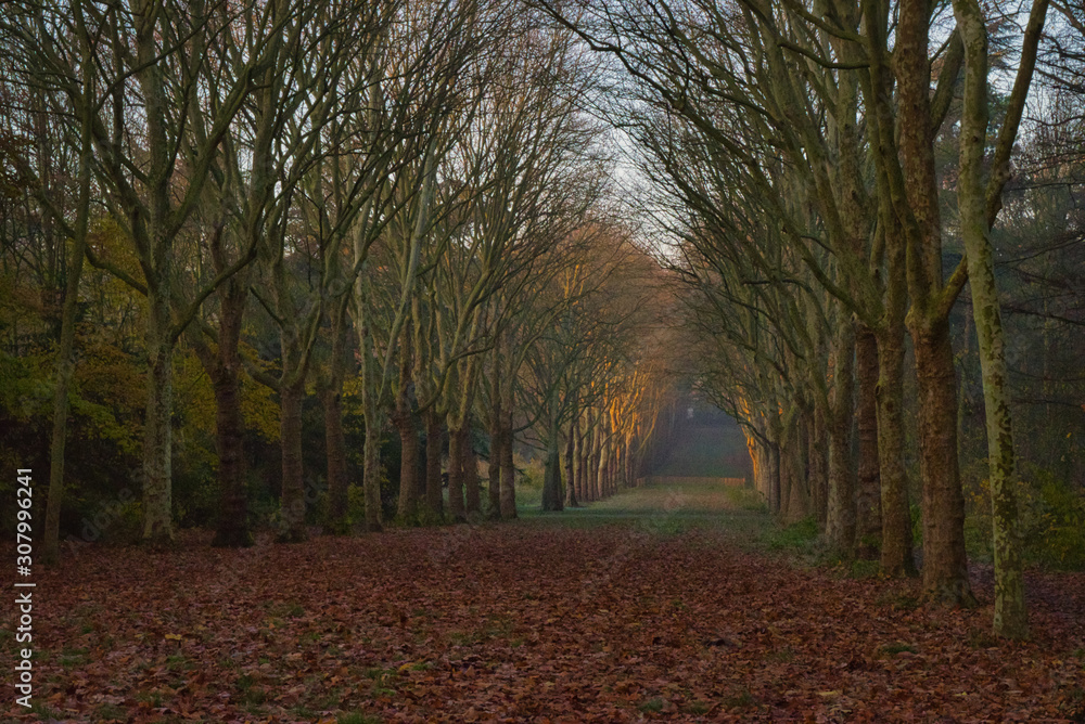 Fototapeta premium Path in the forest