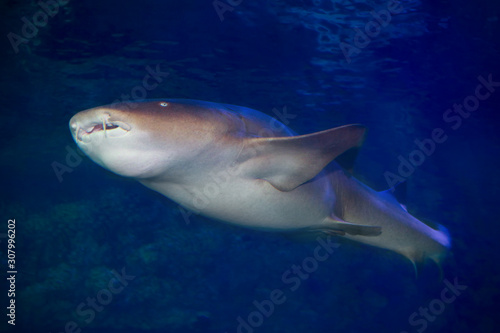 Nurse shark (Ginglymostoma cirratum) © Tatiana Belova