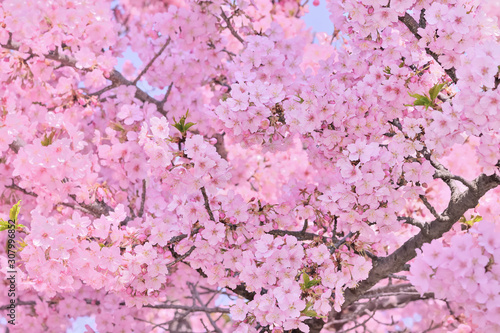 桜の開花イメージ 
