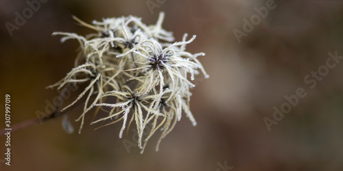 frozen branches and leaves in winter wonderland