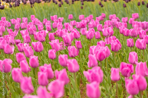 Various beautiful tulips are blooming in the garden