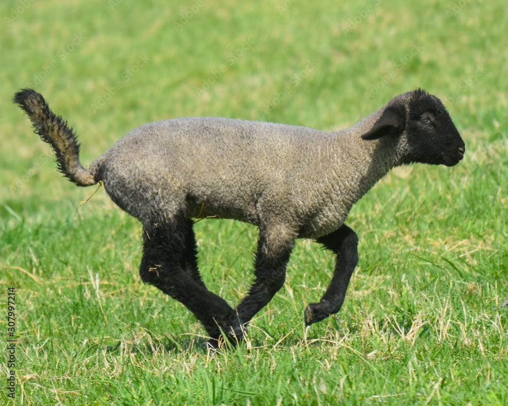 Baby Lamb running with a long tail Baby Lamb running with a long tail