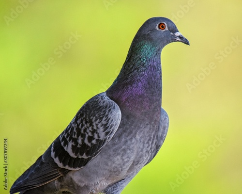 Portrait of a Pigeon