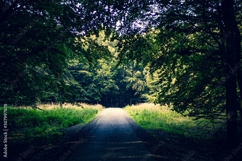 Fototapeta premium Weg durch Wald im Jasmunder Nationalpark auf Rügen