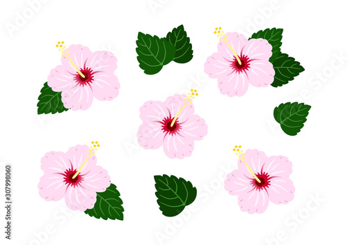 Hibiscus Light pink  / vector southern country / set