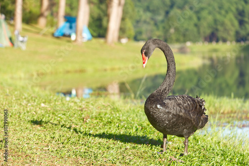 Black Swan on the lawn Background Water and trees at Pang Tong reservoir in Mae Hong Son , Thailand.