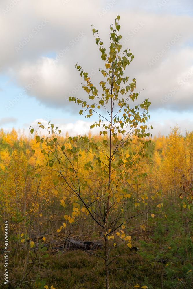 autumn birch in the foreground