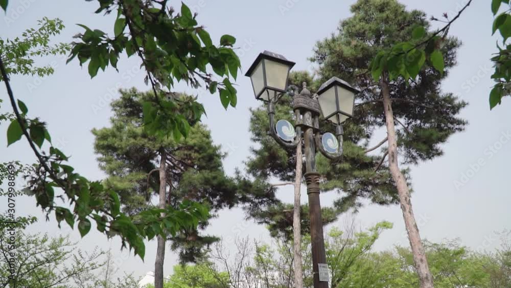 Botanical garden with growing red trees and an ancient wooden street lantern Botanical garden with growing red trees and an ancient wooden street lantern
