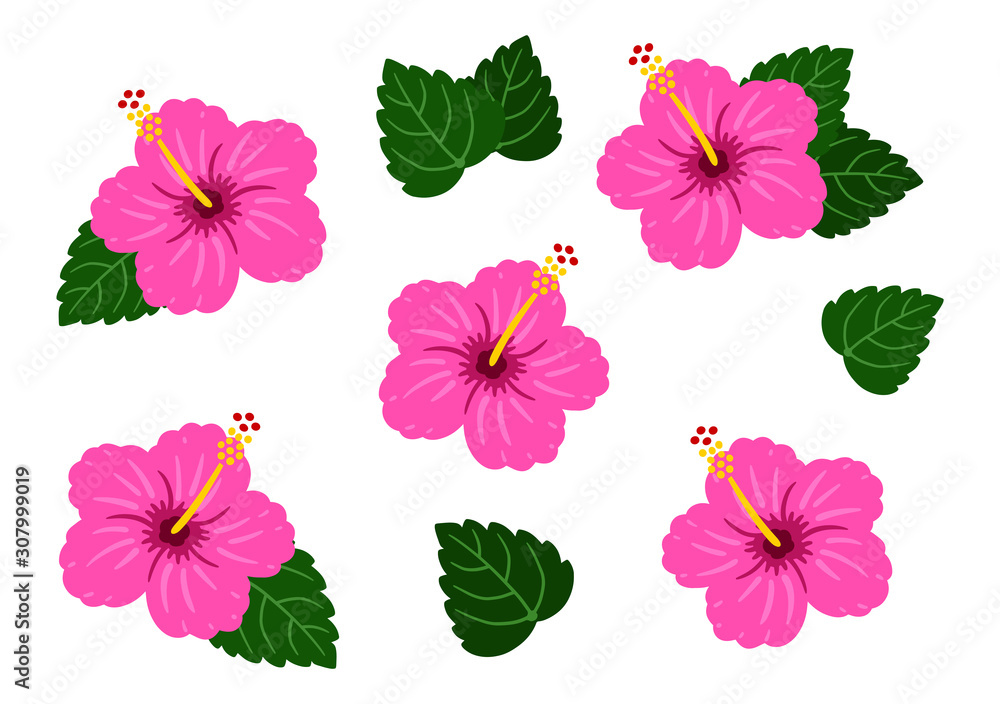 Hibiscus Dark pink  / vector southern country / set