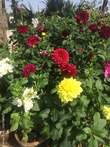 flowers in the garden