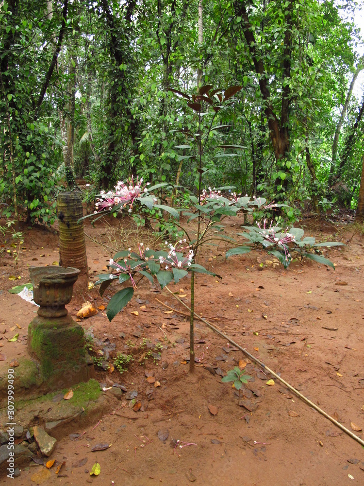Spice garden close Kandy, Sri Lanka Spice garden close Kandy, Sri Lanka