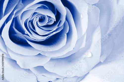 Shot of beautiful tender pastel shade roses. Blue toned.