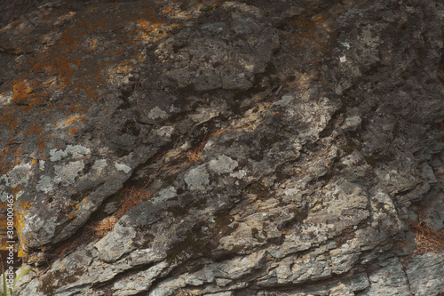 The texture of the stone looks like a petrified tree, overgrown with moss and lichens. Gray with brown and white veins. Gloomy photo of stone.