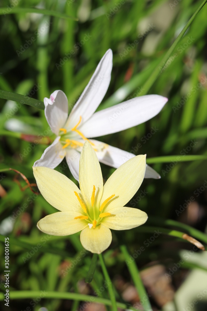 Obraz premium ゼフィランサス・エージャックス