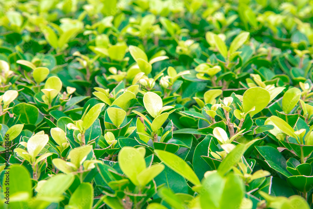 Obraz premium Selective focus on Green leaf bush for background textured usage.