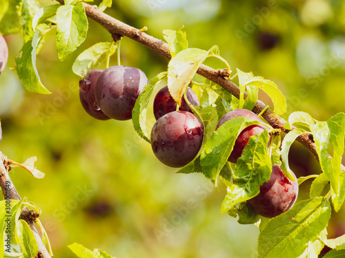 Fotografia Dunkelrote wilde Mirabellen am Baum (Prunus domestica syriaca)