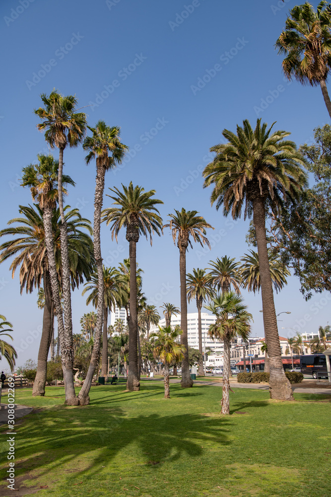 palm trees on the beach in Santa Monica