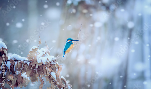 Beautiful nature scene with Common kingfisher Alcedo atthis. Wildlife shot of kingfisher on the branch. Kingfisher in the nature habitat. In the light, winter bird snowing snowflakes. Christmas.