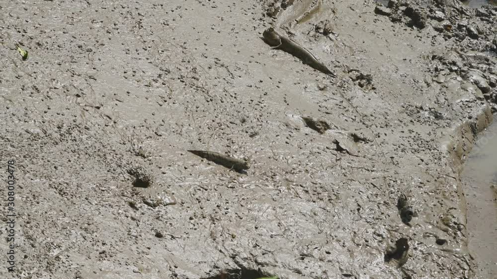 Group of Mudskipper in mangrove forest. Animal and fish life concept. Ecology environment. Plenty of natural Group of Mudskipper in mangrove forest. Animal and fish life concept. Ecology environment. Plenty of natural