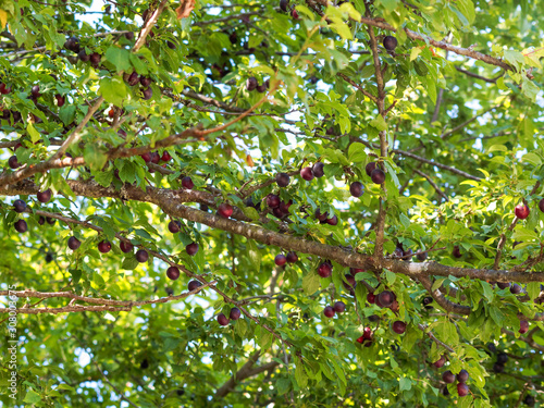 Süße kleine Grünlich gelb bis orangerot Mirabellenfrüchte am Baum. (Prunus domestica)
