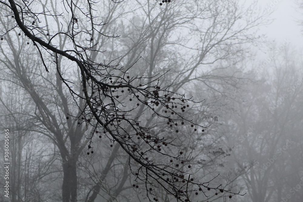 Trees and Fog Trees and Fog