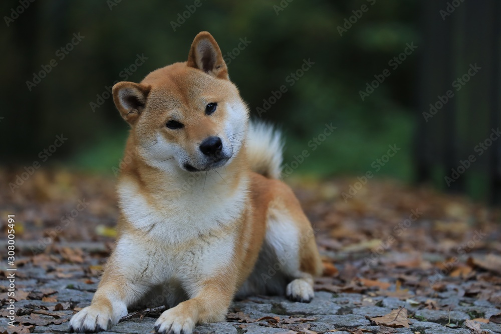 Shiba Inu liegt im Herbstlaub im Wald Shiba Inu liegt im Herbstlaub im Wald