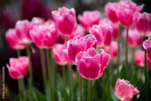 Selective focus of Delicate Dark pink Tulip flower field at a botanical garden in a spring season of Australia.