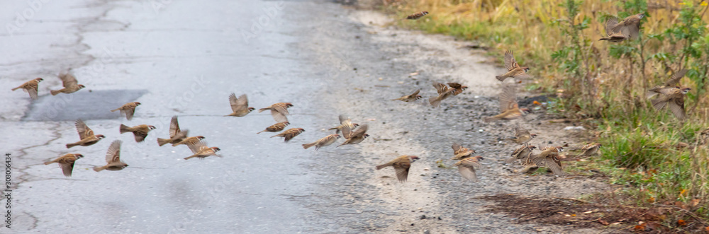A flock of sparrows on an asphalt road A flock of sparrows on an asphalt road