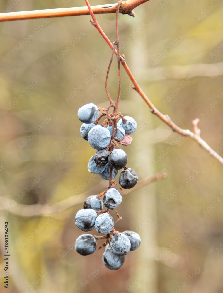 Black isabella grapes in the garden in the fall Black isabella grapes in the garden in the fall
