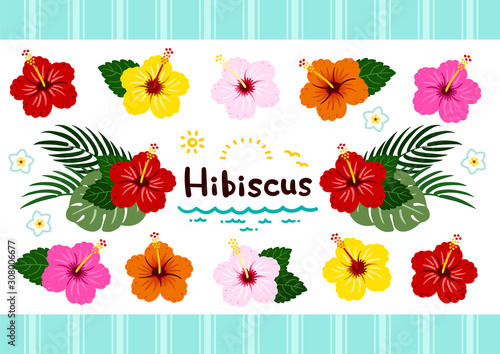 Hibiscus / Southern country plant set / colorful vedtor
