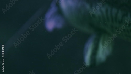 Spotted sorubim catfish (Pintado) details - swimming at night photo