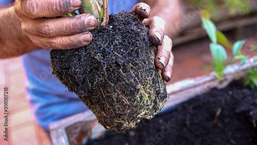 Close up of lemongrass root-ball before being planted into a raised garden herb box. photo