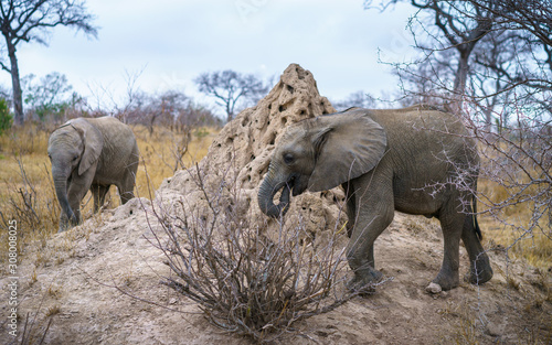 elephants in kruger national park, mpumalanga, south africa photo