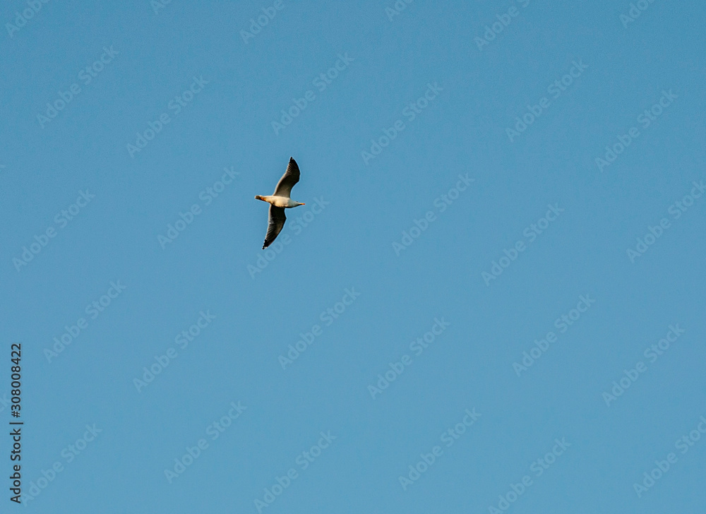Fototapeta premium Gaviota en el cielo 