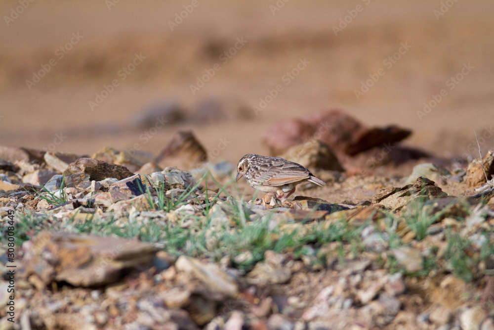 Horsfield's bush lark or Australasian Bushlark (Mirafra javanica), low angle view, side shot, standing and explore on the rock near the sand in Leam Phak Bia, the lower central region of Thailand. Horsfield's bush lark or Australasian Bushlark (Mirafra javanica), low angle view, side shot, standing and explore on the rock near the sand in Leam Phak Bia, the lower central region of Thailand.