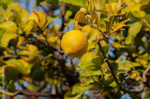 Limón en un árbol 