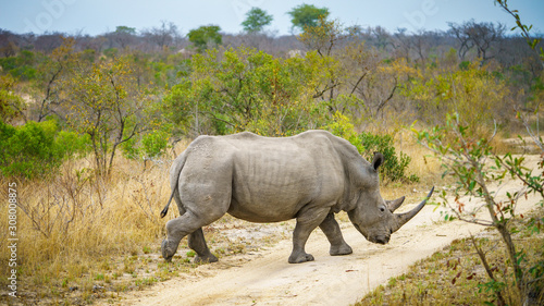 white rhino in kruger national park  mpumalanga  south africa
