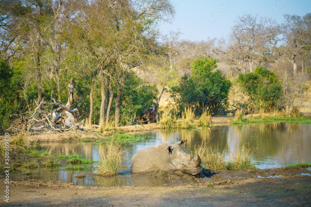 white rhino at a pond in kruger national park, mpumalanga, south africa 6 white rhino at a pond in kruger national park, mpumalanga, south africa 6