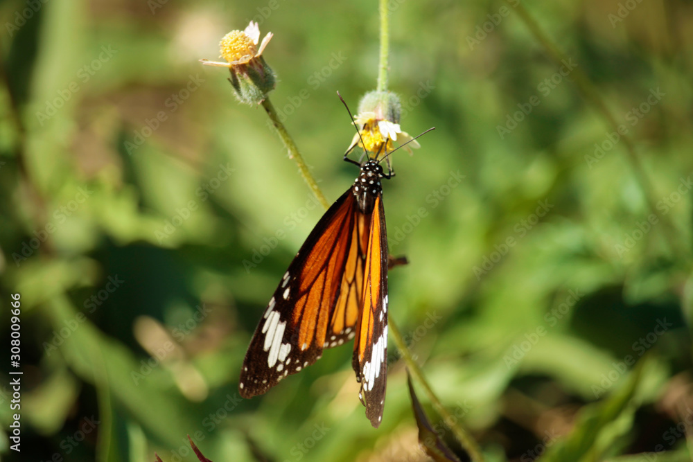 Fototapeta premium Butterfly with flowers with a blurred background.