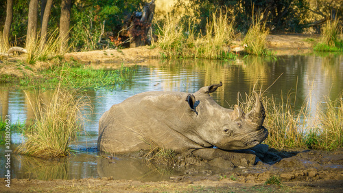 white rhino at a pond in kruger national park  mpumalanga  south africa 35