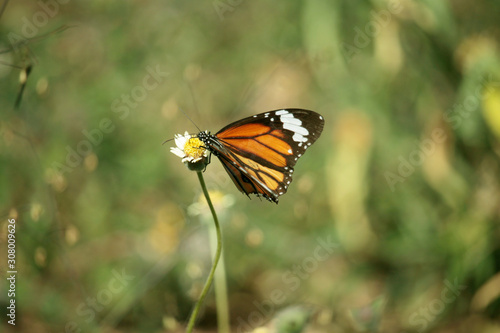Butterfly with flowers with a blurred background. © somchai