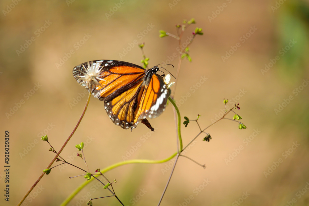 Butterfly with flowers with a blurred background.