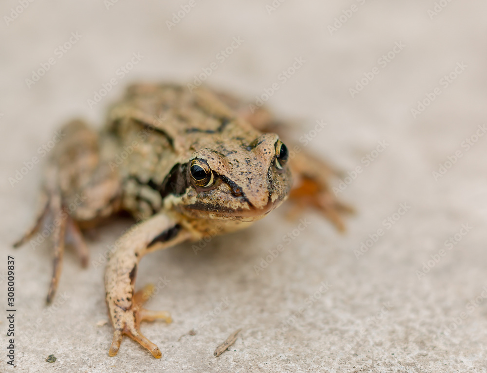 Obraz premium frog on black background